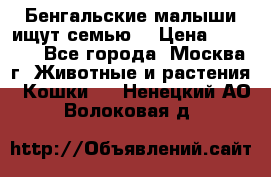 Бенгальские малыши ищут семью) › Цена ­ 5 500 - Все города, Москва г. Животные и растения » Кошки   . Ненецкий АО,Волоковая д.